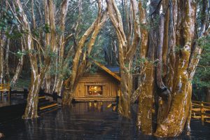 Brasiloche Isla Victoria Bosque Arrayanes 1
